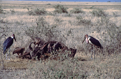 Leptoptilos crumenifer