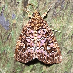 Callopistria granitosa