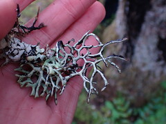 Hypogymnia imshaugii