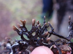 Hypogymnia imshaugii