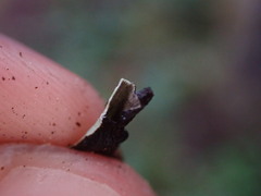 Hypogymnia imshaugii