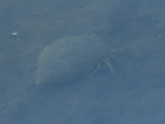 Clibanarius vittatus