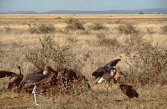 Leptoptilos crumenifer