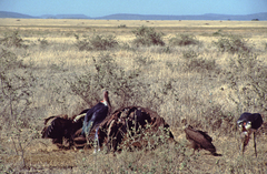 Leptoptilos crumenifer