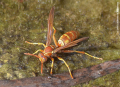 Polistes apachus texanus