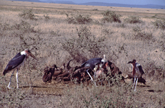 Leptoptilos crumenifer