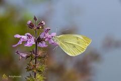 Pieris