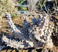 Quaqua mammillaris