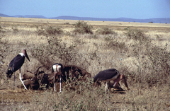 Leptoptilos crumenifer