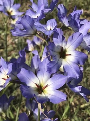 Leucocoryne coquimbensis