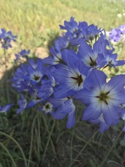 Leucocoryne coquimbensis