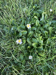 Bellis perennis