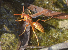 Polistes apachus texanus