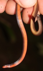 Tantilla schistosa