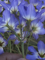 Leucocoryne coquimbensis