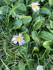 Bellis perennis