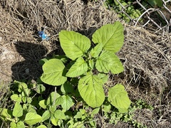 Amaranthus