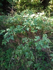 Rubus polonicus