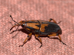 Metamasius sericeus