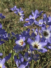 Leucocoryne coquimbensis