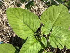 Amaranthus