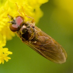 Platycheirus quadratus