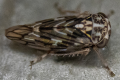 Idiocerus moniliferae