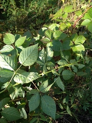 Rubus polonicus