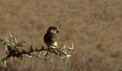 Poicephalus meyeri