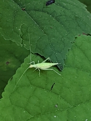 Oecanthus