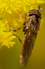 Platycheirus quadratus