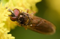 Platycheirus quadratus
