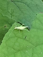 Oecanthus