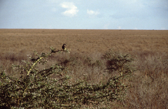 Poicephalus meyeri