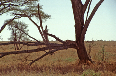 Panthera pardus pardus