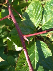 Rubus polonicus