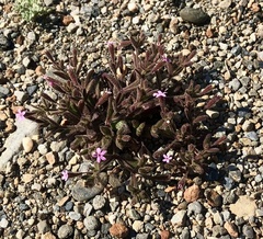 Silene sedoides