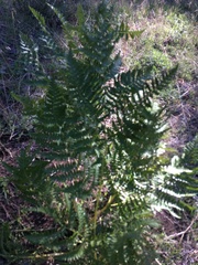 Pteridium aquilinum pubescens