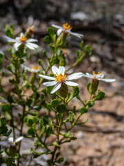 Olearia muelleri