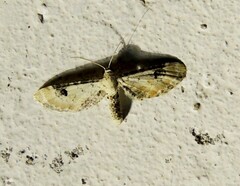 Eupithecia centaureata