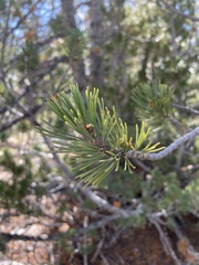 Pinus albicaulis