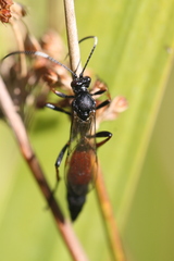 Stenichneumon culpator
