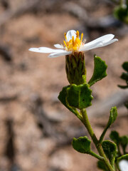 Olearia muelleri