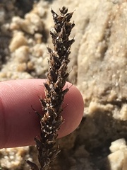 Plantago maritima