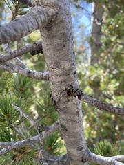Pinus albicaulis