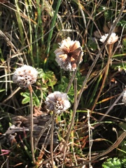 Armeria maritima californica