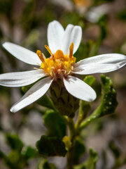Olearia muelleri