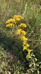 Solidago nemoralis