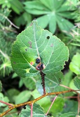 Harmandiola
