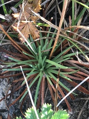 Armeria maritima californica